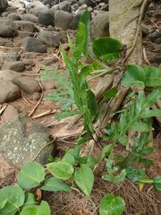 Microsorum grossum
