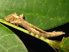 Gangarides coreanus