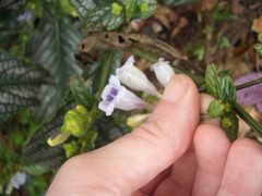 Strobilanthes auriculata dyeriana