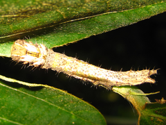 Gangarides coreanus