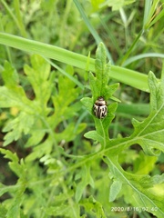 Zygogramma bicolorata