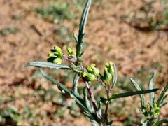 Senecio glossanthus