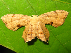 Dysaethria moza