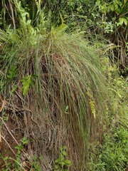 Andropogon bicornis