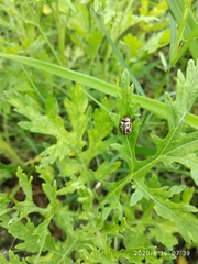 Zygogramma bicolorata