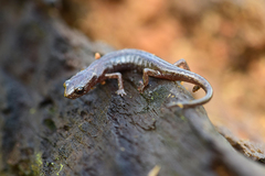 Chiropterotriton orculus