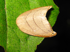 Pseudalbara parvula