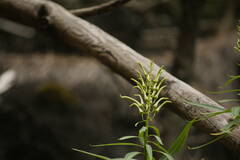 Lobelia niihauensis