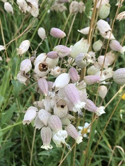 Silene vulgaris