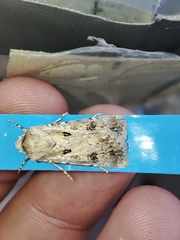 Agrotis ripae