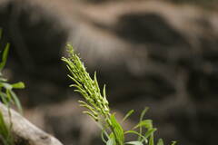 Lobelia niihauensis