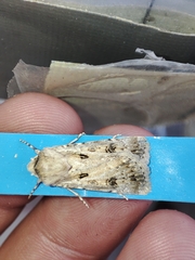 Agrotis ripae