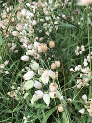 Silene vulgaris