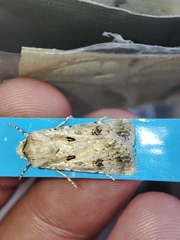 Agrotis ripae