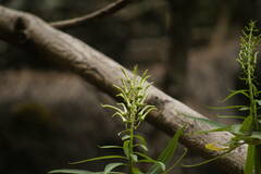 Lobelia niihauensis