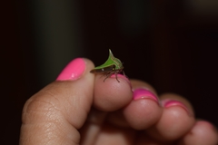 Umbonia