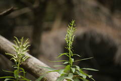 Lobelia niihauensis