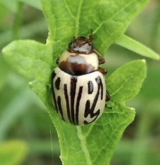 Zygogramma bicolorata