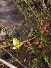 Aspalathus spinosa spinosa