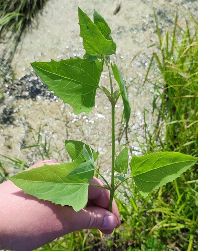 Atriplex prostrata iNat (2)