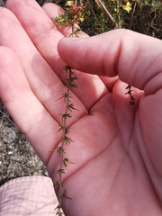 Aspalathus spinosa spinosa