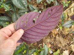 Strobilanthes auriculata dyeriana