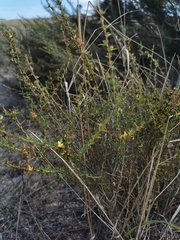Aspalathus spinosa spinosa