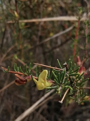 Aspalathus spinosa spinosa