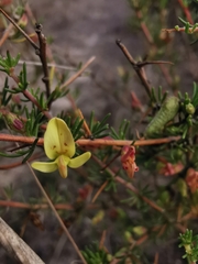 Aspalathus spinosa spinosa