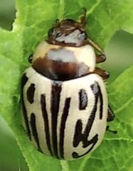 Zygogramma bicolorata