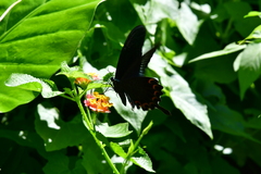Papilio bianor