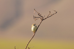 Coryphaspiza melanotis