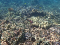 Thalassoma trilobatum