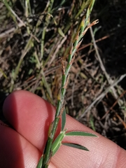 Psoralea alata