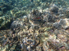 Thalassoma trilobatum