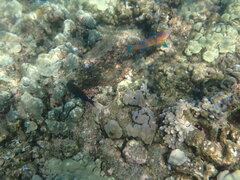 Thalassoma trilobatum