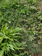 Paspalum fimbriatum