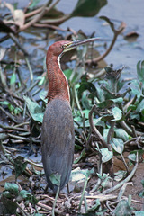 Rufescent Tiger Heron photo 6