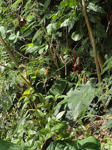 Heliconia bihai observed 2022-07-05