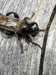 Laphria flava