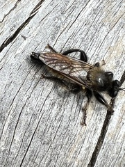 Laphria flava
