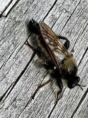 Laphria flava