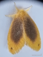 Artaxa nubilosa