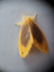 Artaxa nubilosa