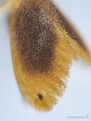 Artaxa nubilosa