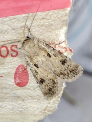 Agrotis ripae