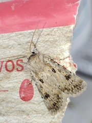 Agrotis ripae