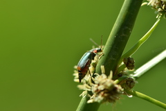 Clanoptilus marginellus