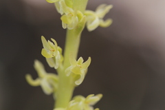 Platanthera colemanii