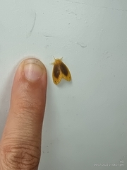 Artaxa nubilosa